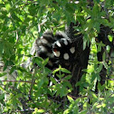 Eastern Spotted Skunk