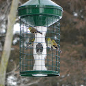 American Goldfinch