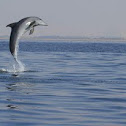 Indo-Pacific Bottlenose Dolphin