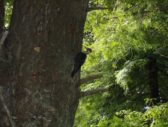 Spotting Image 1