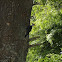 Pileated Woodpecker