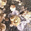 Barnacle