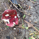 Russula