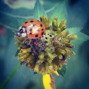 Asian lady beetle
