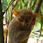 Philippine Tarsier