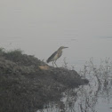 Indian Pond Heron