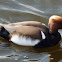 Red Crested Pochard