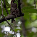 Sri Lanka Frogmouth