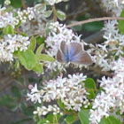 Reakirt's Blue Butterfly