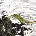 Plumed basilisk