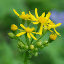 Yellowtop Butterweed