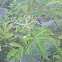 Elderberry tree