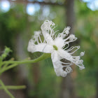Serpent gourd
