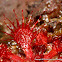 Sundew