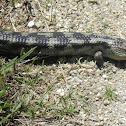 blotched blue-tongued lizard