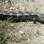 blotched blue-tongued lizard