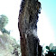 Nopal o Chumbera