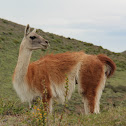 Guanaco