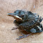Common Blackbird