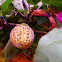 Fruit devil ' s trumpet