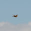 Skylark