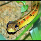 Buff Striped Keelback