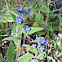 Bugloss