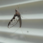 Small Minnow Mayfly