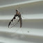 Small Minnow Mayfly