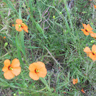 Wind Poppy