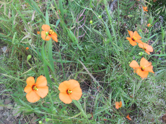 Spotting Image 1