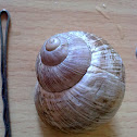 Burgundy snail (Weinbergschnecke)