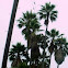 Palms