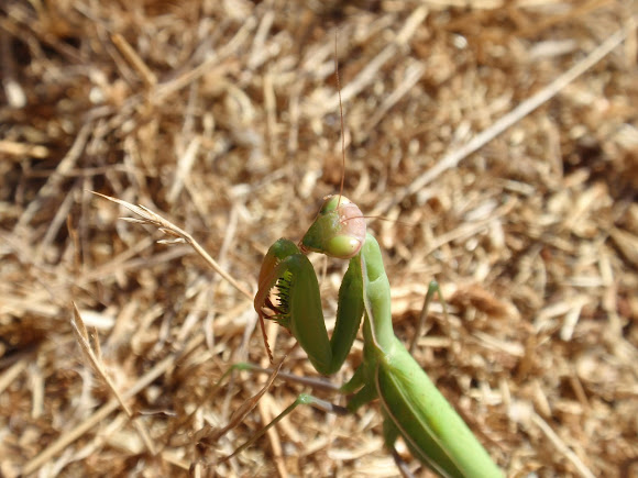 Spotting Image 1