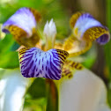 Apostle Iris
