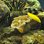 Canary Wrasse