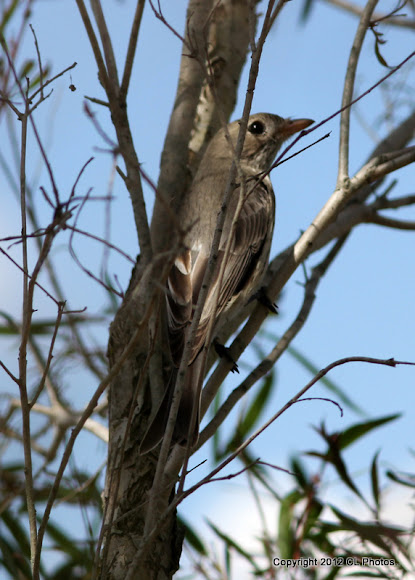 Spotting Image 1