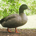Mallard Duck