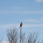 American Kestrel