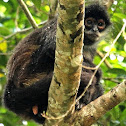 Yucatan spider monkey