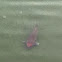 Koi