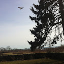 Red-tailed Hawk