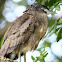 Black Crowned Night Herons 黑冠麻鷺