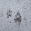 Common Raccoon