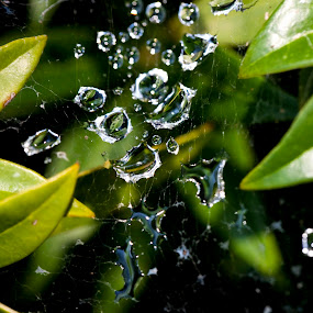 by Julie Michelena - Landscape & Nature Flowers & Plants