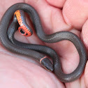 Prairie Ring-Necked Snake