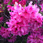 Azalea