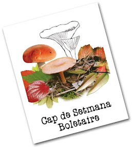 Bolets