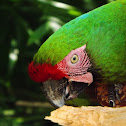 Guacamaya Verde