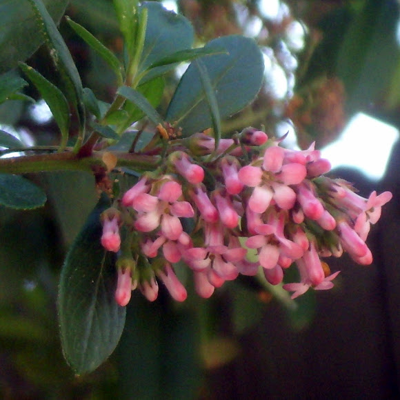 Spotting Image 1